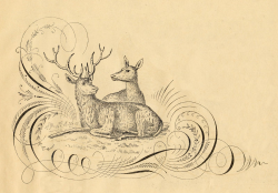Free Antique Clip Art - Pen Flourishing with Deer | Animal ...