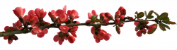 Flowers - Branch with buds PNG by makiskan on DeviantArt