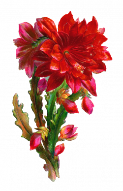 Gorgeous Flower Clipart
