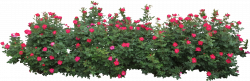 28+ Collection of Flower Bush Clipart | High quality, free cliparts ...