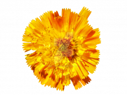 Orange Flower PNG by Bunny-with-Camera on DeviantArt