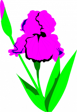 Iris | Free Stock Photo | Illustration of a purple iris flower | # 9547