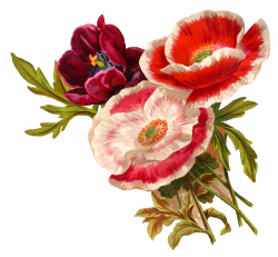 flower-poppy-clipart-old-illustration-botanical-art-png.png (1600 ...