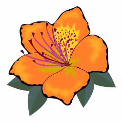 28+ Collection of Orange Flower Clipart | High quality, free ...