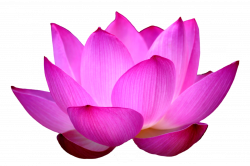 28+ Collection of Pink Lotus Drawing | High quality, free cliparts ...
