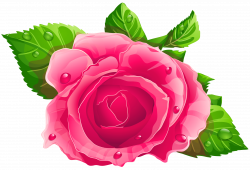 Download ROSE Free PNG transparent image and clipart
