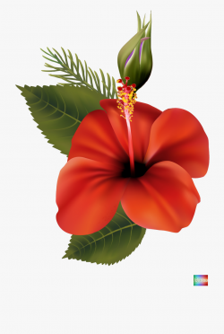 Hibiscus Clipart Shoe - Hawaiian Hibiscus #242788 - Free ...