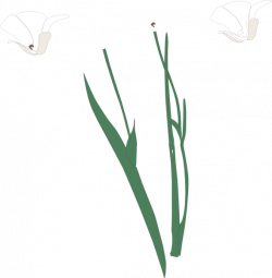 White Flowers Clip Art at Clker.com - vector clip art online ...