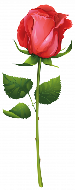 Rose with Stem PNG Clip Art Image | Gallery Yopriceville - High ...