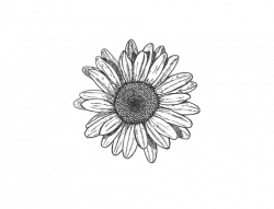 black and white flowers tumblr transparent | Dawn | Pinterest ...