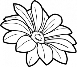 15 Flower line art png for free download on mbtskoudsalg