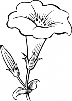 black, outline, drawing, flower, white, flowers, free | Drawing ...