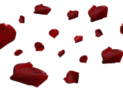 Red Rose Petals PNG (Isolated-Objects) | Textures for Photoshop