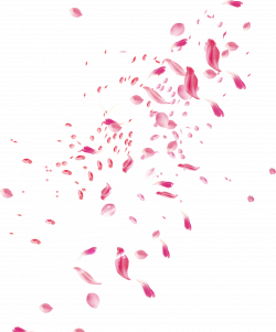 Petal Flower Pink - Drift rose petals 1531*1848 transprent Png Free ...