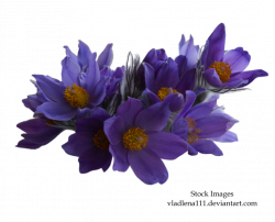 Spring flowers PNG 1 by Vladlena111 on DeviantArt