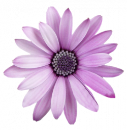 FreeToEdit flower png with transparent background...