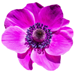 Flower PNG Transparent Image - PngPix