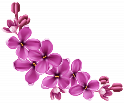Flowers Purple Curve transparent PNG - StickPNG