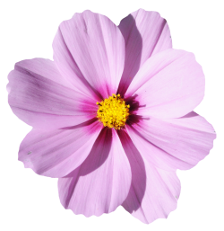 Blossom Flower PNG Transparent Image - PngPix