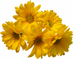 Download Yellow Flowers Bouquet Transparent Image HQ PNG Image ...