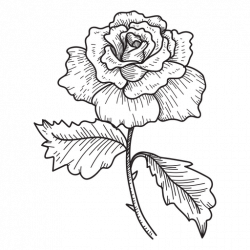 Rose flower sketch icon - Transparent PNG & SVG vector