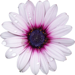 FreeToEdit png flower with a transparent background...