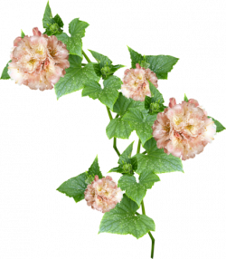 MRD_Toe-Tally-Faerie-flower vine.png | Clip Art | Pinterest | Flower ...