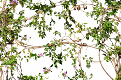 Vines Flowers Growing on a Wall Stock Photo_2- PNG by annamae22 on ...