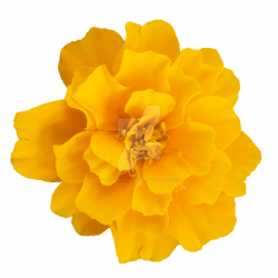 Yellow Flower PNG by Bunny-with-Camera on DeviantArt