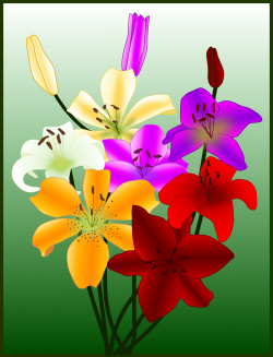 Clipart - Flowers gigli lilies