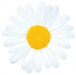 Daisy PNG Clip Art Image | Flowers | Pinterest | Art images, Clip ...