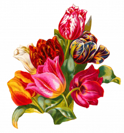 Antique Images: Botanical Artwork Tulip Flower Digital Illustration ...