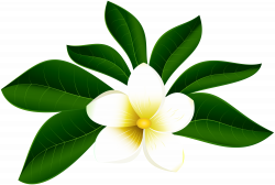 Tropical Exotic Flower PNG Clip Art Image | Gallery Yopriceville ...