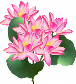 Nelumbo nucifera Stock illustration Clip art - Pink Lotus 725*800 ...