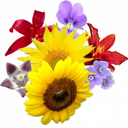FLOWERS PNG IMAGES, FLOWER CLIPART TRANSPARENT - FREE
