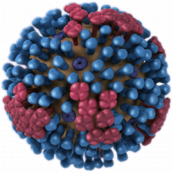 Images of Influenza Viruses | Seasonal Influenza (Flu) | CDC