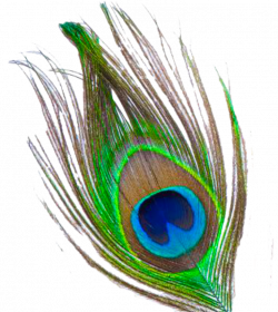 peacock feather images free download peacock feather png transparent ...