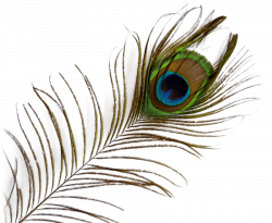 Peacock Feather Png & Peacock Feather Png Transparent Images #1170 ...