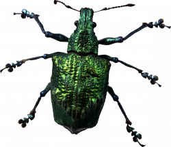 Insect PNG Transparent Images | PNG All