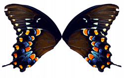 Butterfly Wings - Natural by FairyFindings on DeviantArt