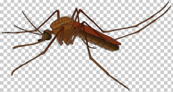 Mosquito Scalable Graphics Fly PNG, Clipart, Arthropod, Blog ...