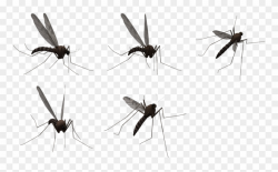 Mosquito - Transparent Background Flying Mosquito Png ...