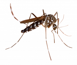 Mosquito PNG images free download
