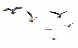 Gulls Bird Flight Clip art - flying birds 1920*1200 transprent Png ...