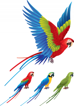 Parrot Bird Red-and-green macaw Clip art - Colored birds flying 500 ...