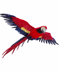 Flying Parrot PNG Photos | animali: uccelli | Pinterest | Background ...