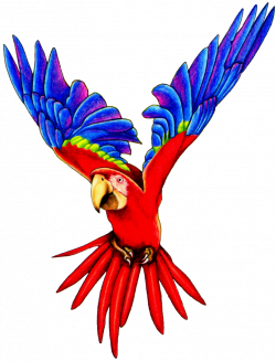 Flying Parrot PNG Pic - peoplepng.com