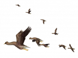 Flying Bird PNG Clipart - peoplepng.com