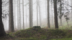 Clipart - High Poly Fog Enshrouded Forest