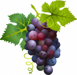Great Clip Art of Fruit: Red Grapes | Clip Art | Pinterest | Clip art